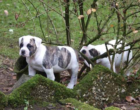 Darkenwald american bulldog